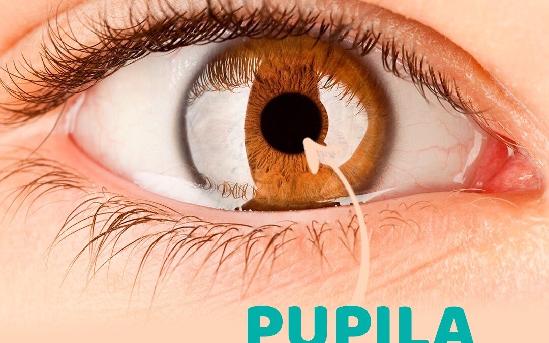PUPILA o que é?